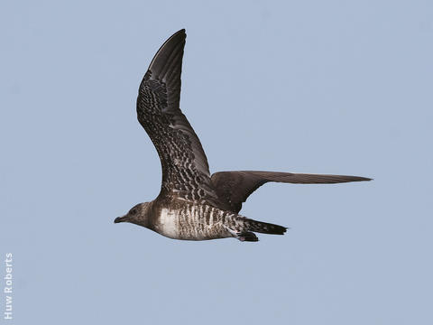 Long-tailed Skua (Immature, UAE)