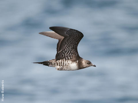 Long-tailed Skua (Immature, UAE)