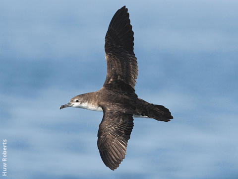 Persian Shearwater (UAE)