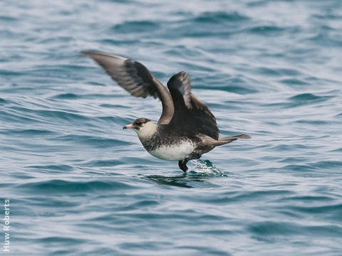 Pomarine Skua (UAE)