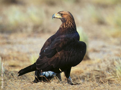 Golden Eagle