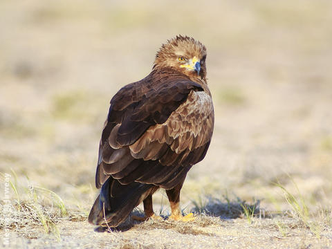 Lesser Spotted Eagle