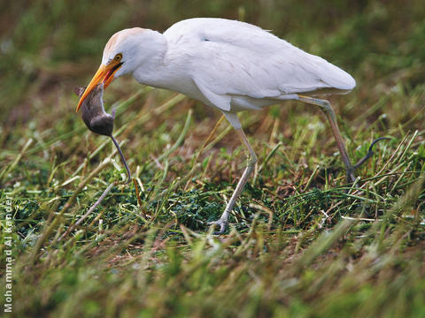 Western Cattle Egret (eating mouse)