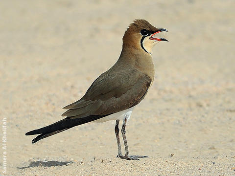 Black-winged Pratincole