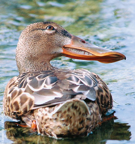 Northern Shoveler (Female)