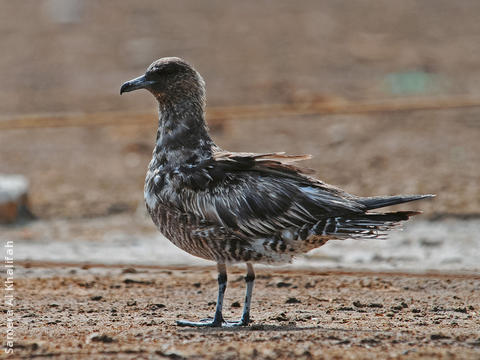 Pomarine Skua (Immature)