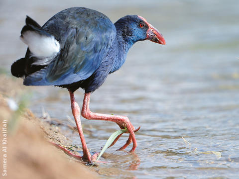 Purple Swamphen