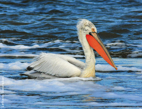 Dalmatian Pelican (Breeding plumage, GREECE)