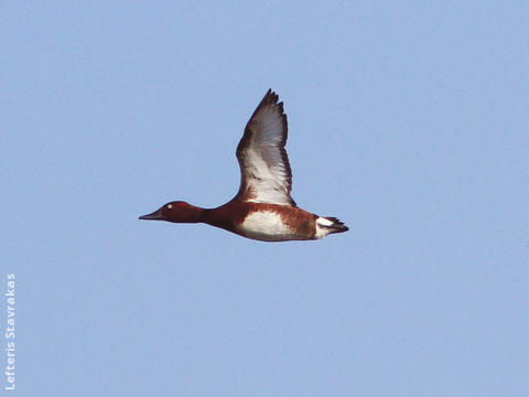 Ferruginous Duck (Male, GREECE)