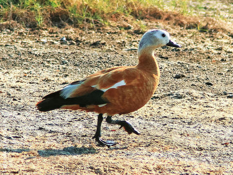 Ruddy Shelduck (Female, GREECE)