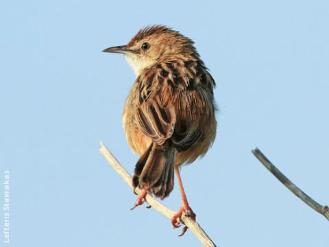 Zitting Cisticola (GREECE)