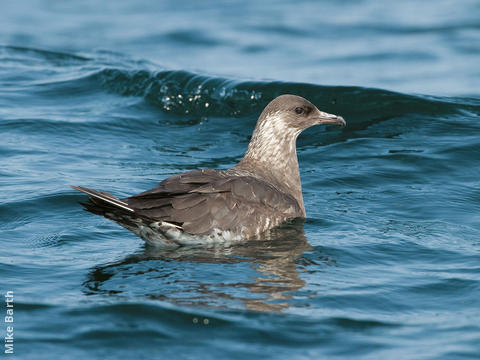 Arctic Skua (Immature, UAE)