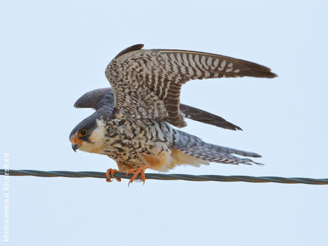 Amur Falcon (Female)