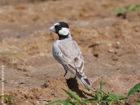 Black-crowned Sparrow-Lark (Male)