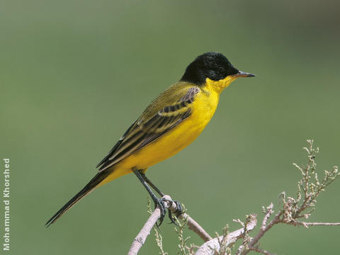 Black-headed Wagtail (Male)