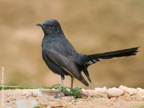 Black Scrub Robin