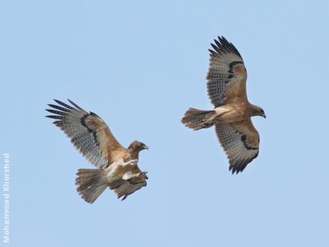 Bonelli’s Eagle (Immatures)