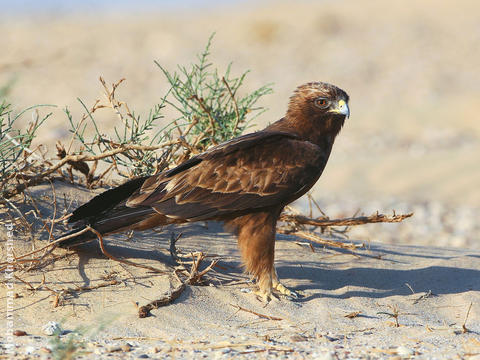 Booted Eagle (Dark morph)