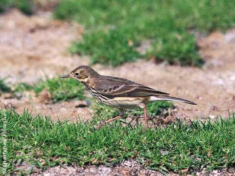 Buff-bellied Pipit