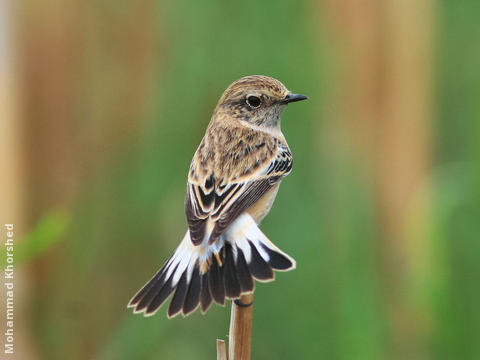 Caspian Stonechat (Female)