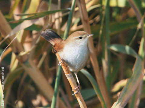 Cetti’s Warbler