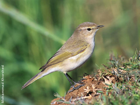 Common Chiffchaff 