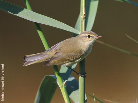 Common Chiffchaff 