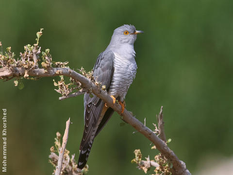 Common Cuckoo (Male)