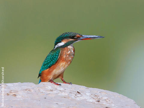 Common Kingfisher