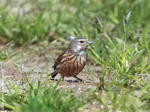 Common Linnet (Female winter)