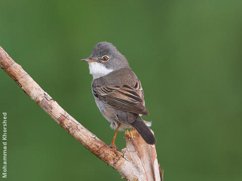 Common Whitethroat (Male)