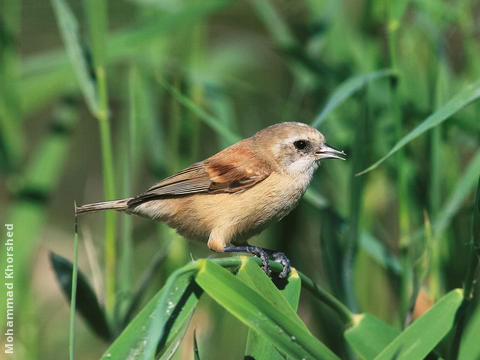 Eurasian Penduline Tit (Female)