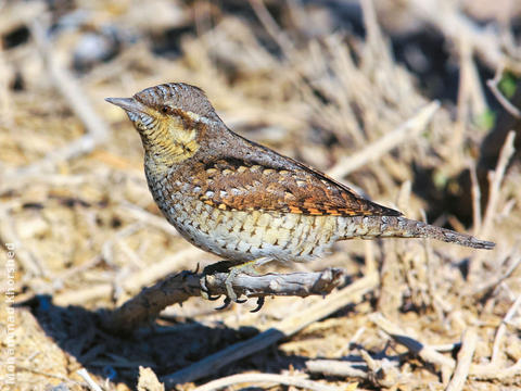 Eurasian Wryneck