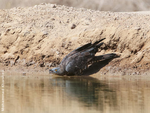 European Honey Buzzard