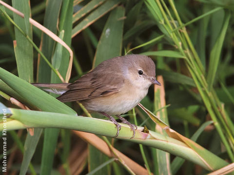 Garden Warbler 