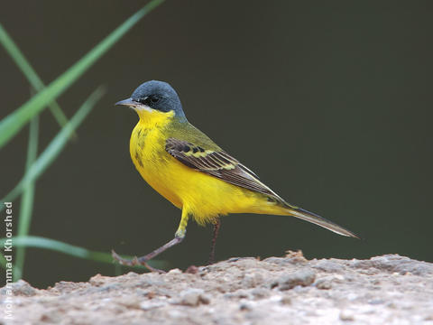 Grey-headed Wagtail (Male)