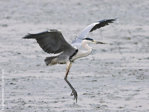 Grey Heron 