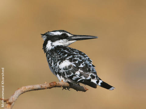 Pied Kingfisher