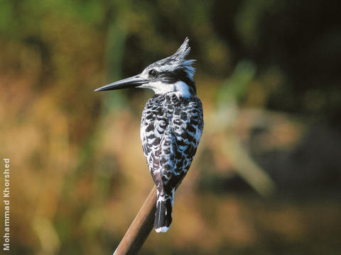 Pied Kingfisher