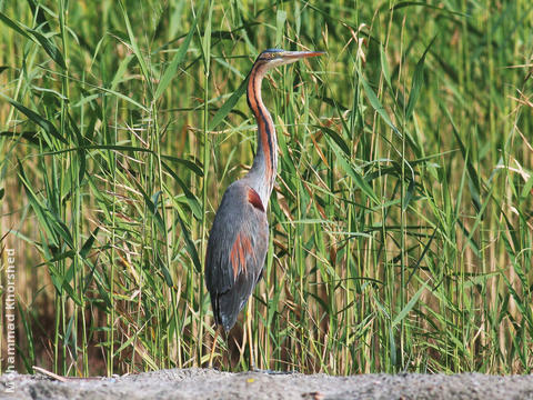 Purple Heron