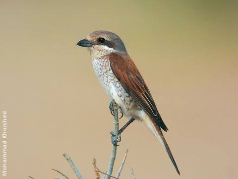 Red-backed Shrike (Female)