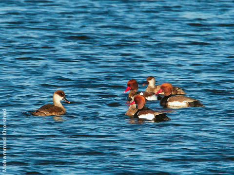 Red-crested Pochard (Males and females)