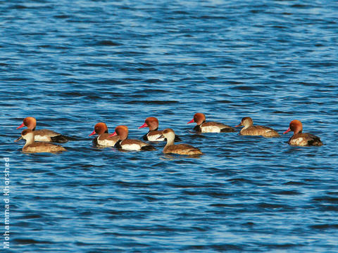 Red-crested Pochard (Males and females)