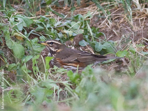 Redwing