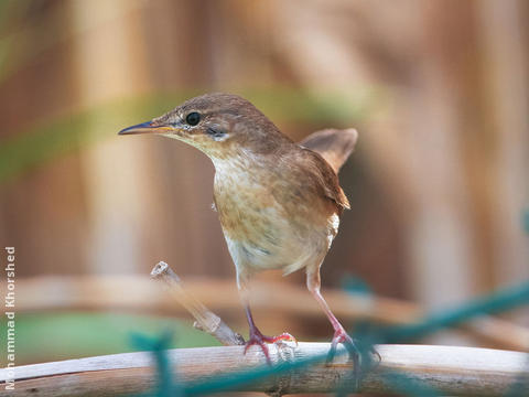 River Warbler