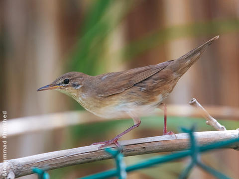 River Warbler