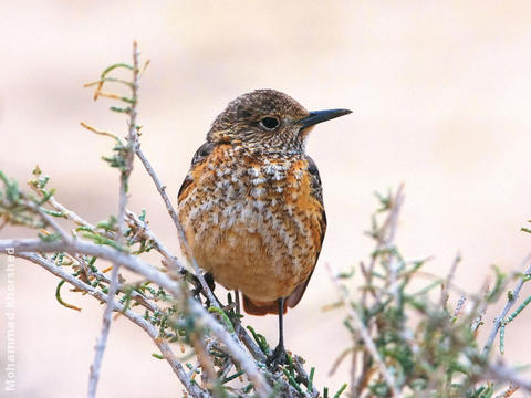 Rufous-tailed Rock Thrush (Female)