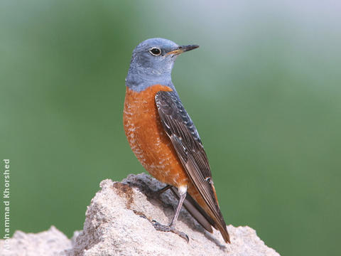 Rufous-tailed Rock Thrush (Male)