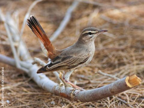 Rufous-tailed Scrub Robin