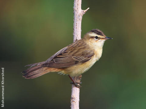 Sedge Warbler